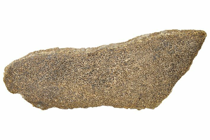 Polished Dinosaur Bone (Gembone) Section - Morocco #189787